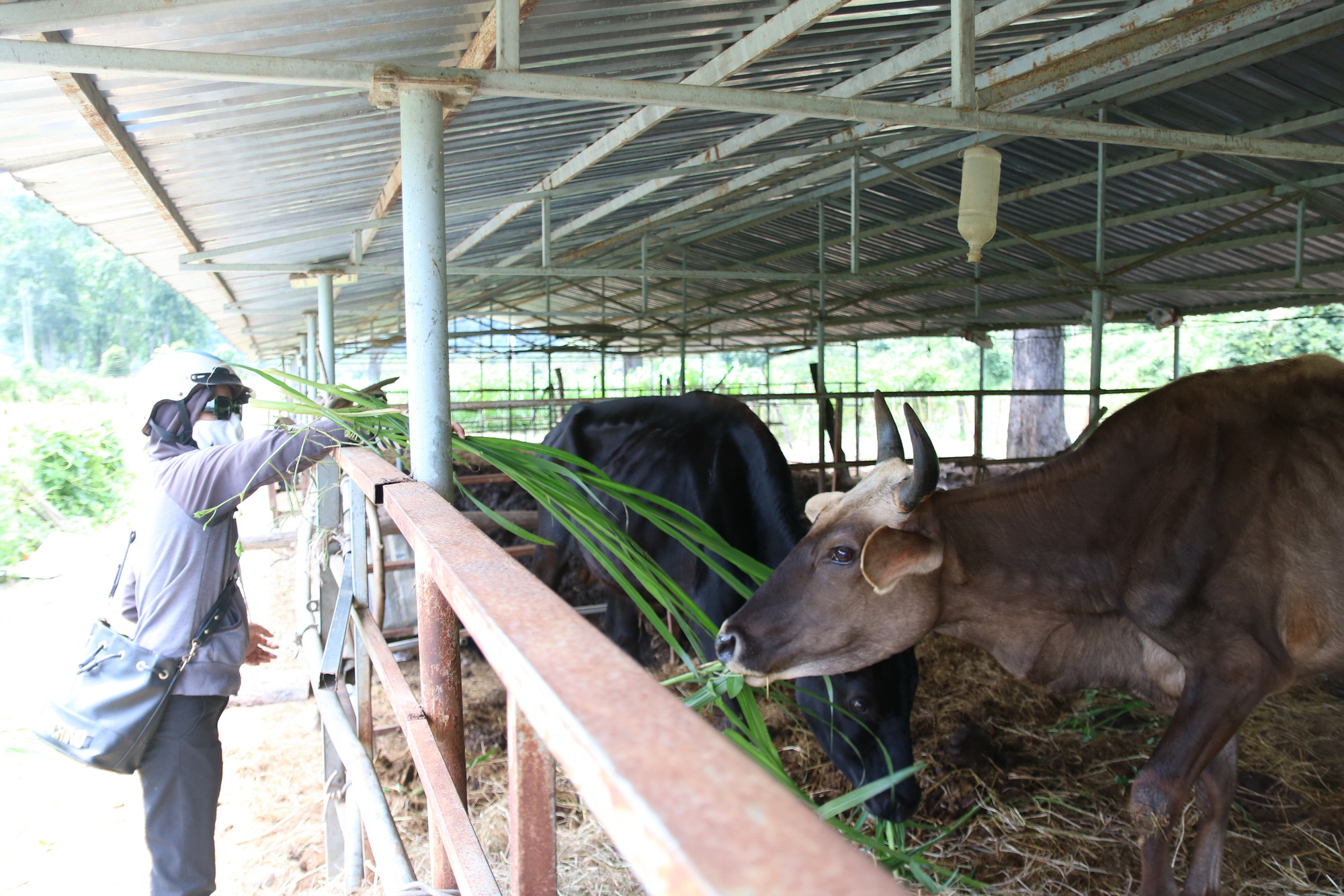 Cận cảnh đàn bò tót F1 đói trơ xương ở Vườn Quốc gia Phước Bình, Ninh Thuận - Ảnh 1.