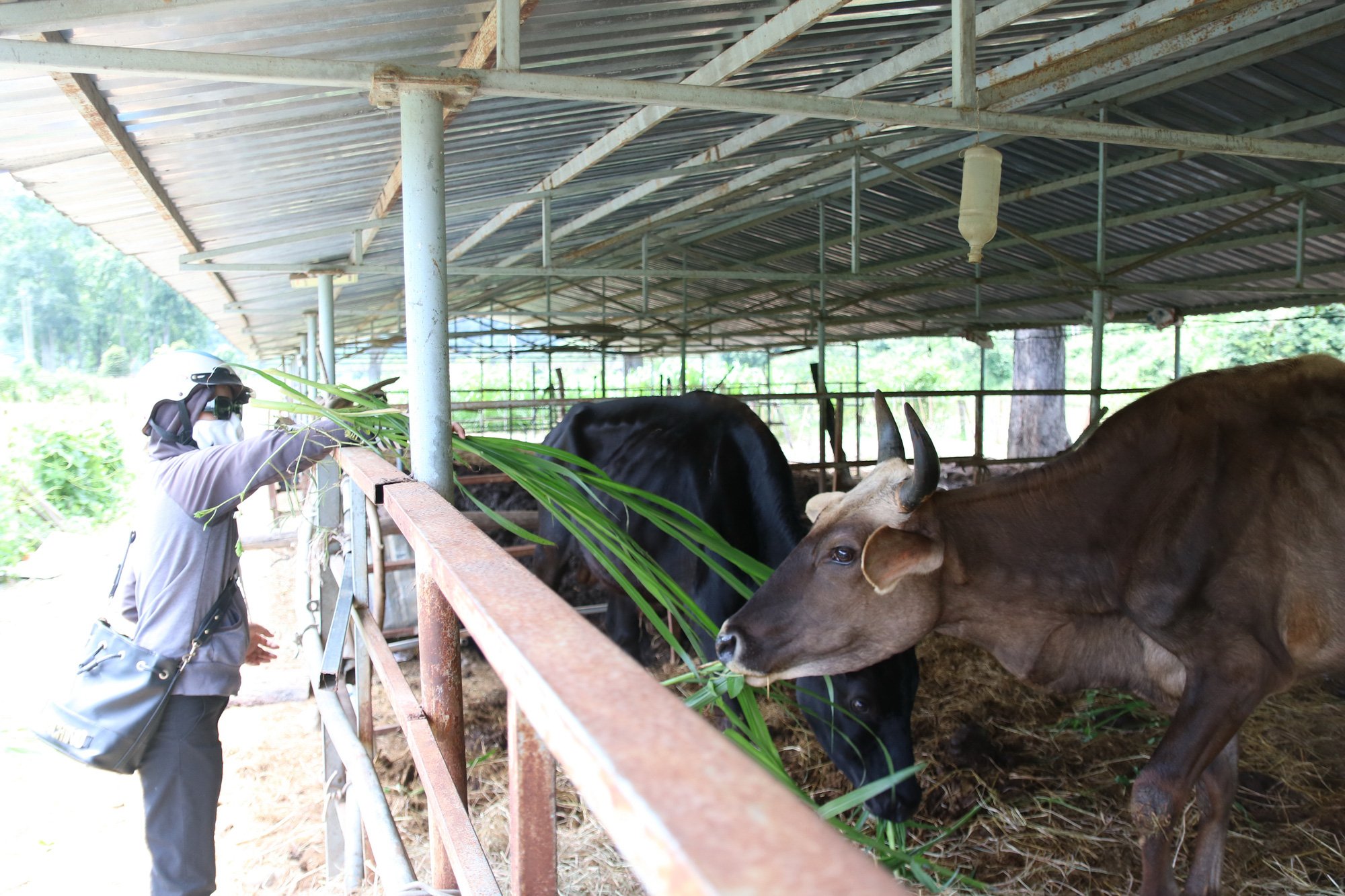 Cận cảnh đàn bò tót F1 đói trơ xương ở Vườn Quốc gia Phước Bình, Ninh Thuận - Ảnh 12.