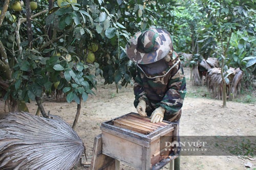Hà Tĩnh: Cho ong sống dưới tán bưởi, lợi nhuận kép - Ảnh 3.