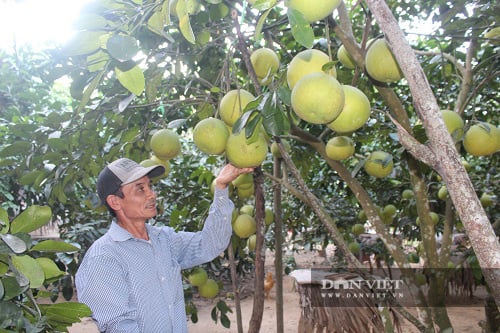 Hà Tĩnh: Cho ong sống dưới tán bưởi, lợi nhuận kép - Ảnh 4.