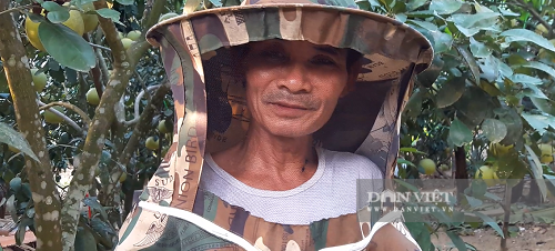 Hà Tĩnh: Cho ong sống dưới tán bưởi, lợi nhuận kép - Ảnh 2.