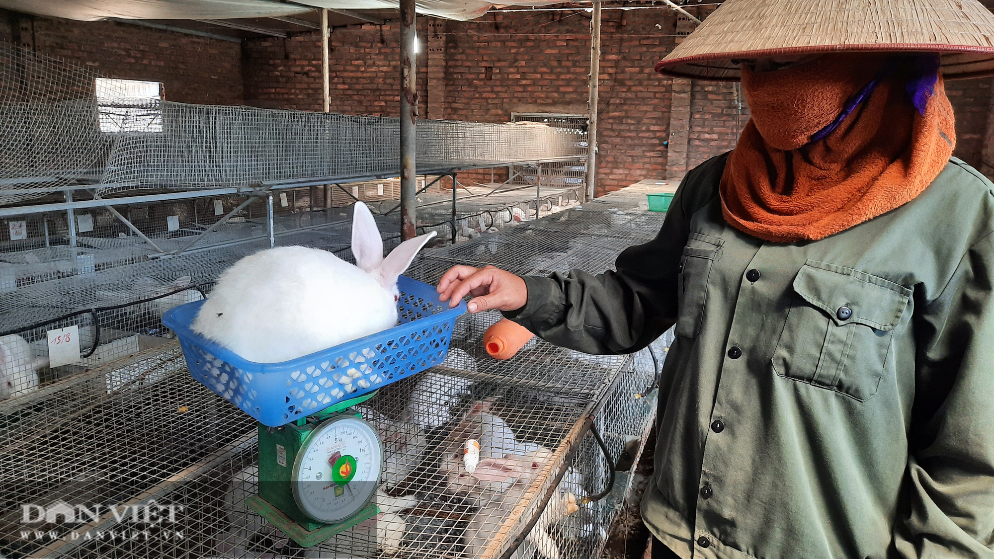 Quảng Ninh: Nuôi đủ con không &quot;ra ngô ra khoai&quot;, đến loài lông trắng mắt đỏ thì lại khấm khá - Ảnh 5.