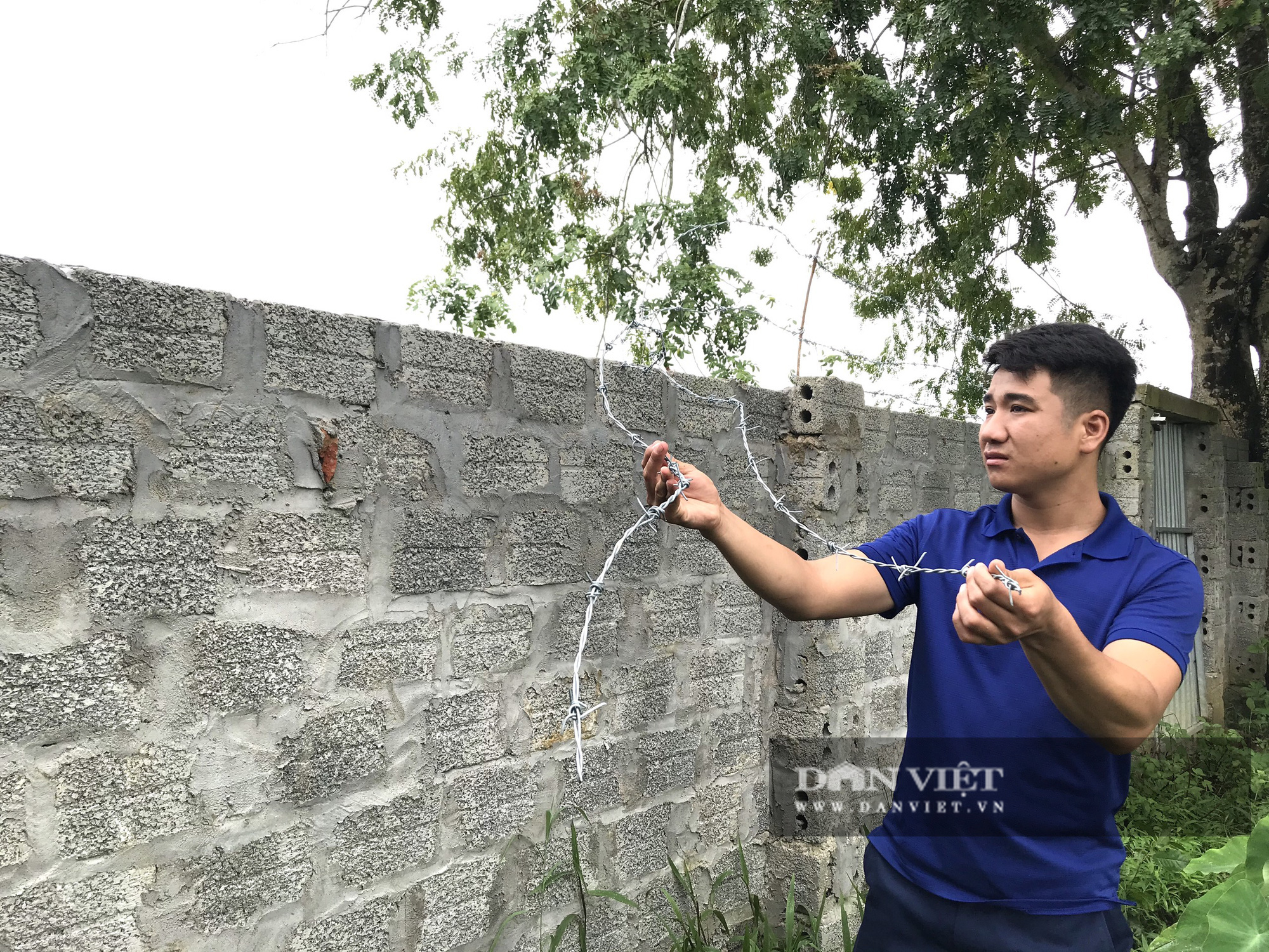Một nông dân mất trộm gần 700.000 con ốc nhồi giống - Ảnh 2.