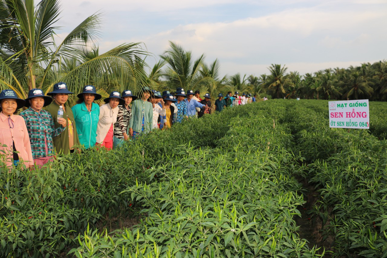 Giá ớt lập đỉnh liên tục, chính quyền ra &quot;nghị quyết&quot; dồn hết đất lúa để trồng  - Ảnh 3.
