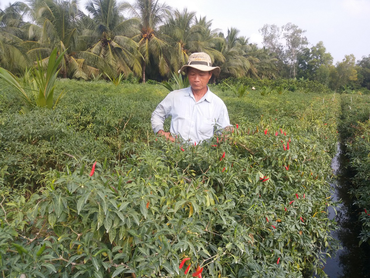 Giá ớt lập đỉnh liên tục, chính quyền ra &quot;nghị quyết&quot; dồn hết đất lúa để trồng  - Ảnh 1.