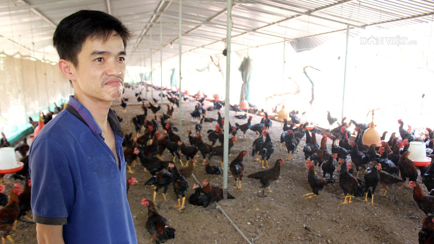 Cận tết giá gà vẫn thấp, người chăn nuôi bất an  - Ảnh 1.