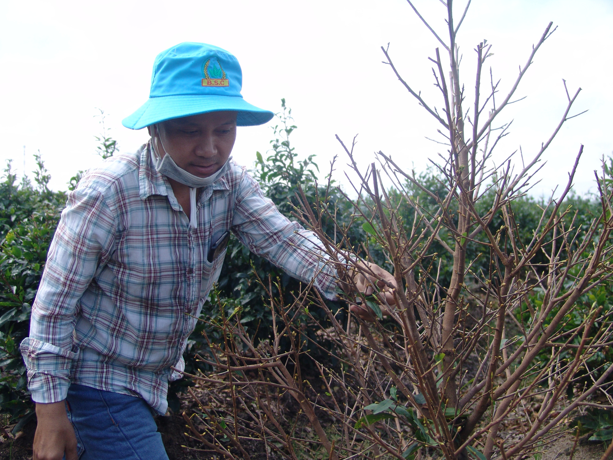 Làng mai Bình Lợi hưởng “lợi kép” - Ảnh 1.