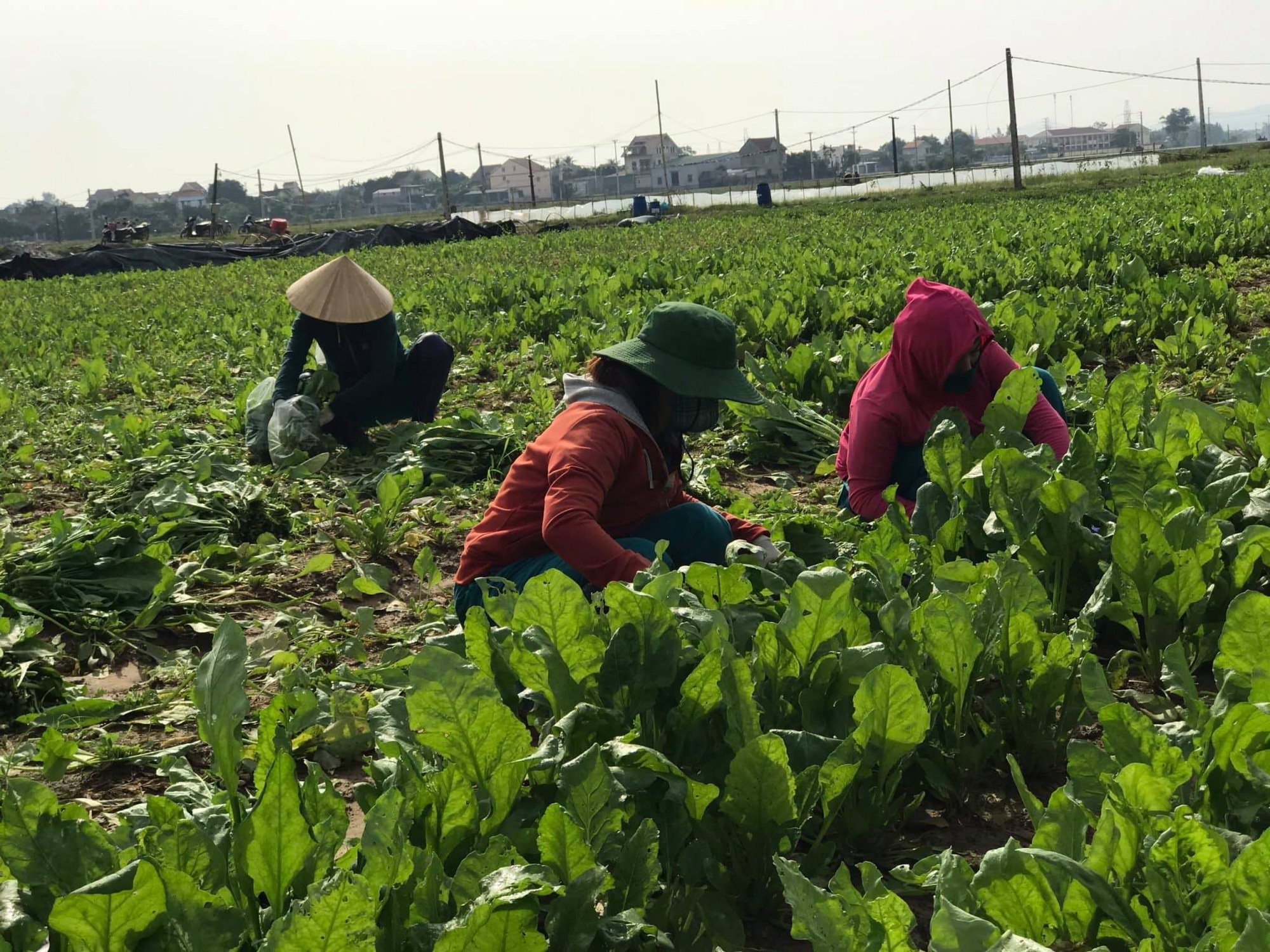 Nghệ An:  Từ &quot;hai bàn tay trắng&quot;, bà chủ 8X đưa sản phẩm nông nghiệp hữu cơ ra thị trường thế giới - Ảnh 2.