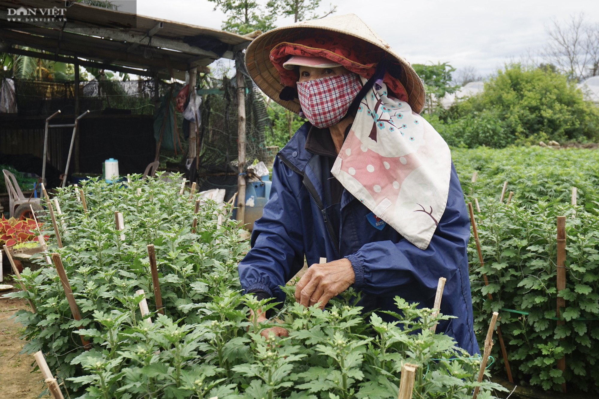 Đà Nẵng: Nông dân trồng hoa lo âu vì vắng bóng thương lái - Ảnh 5.