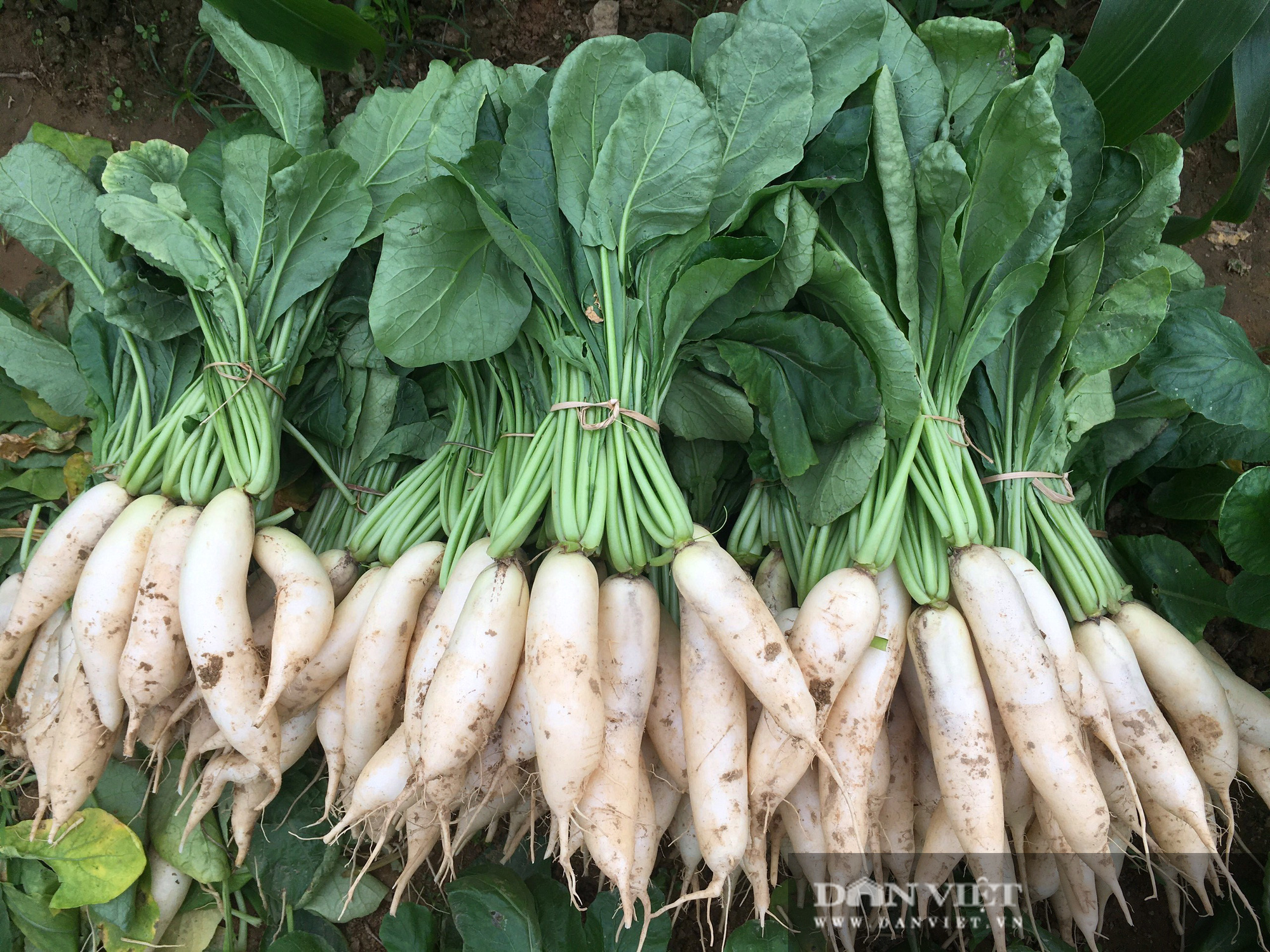 Nông dân Hà Tĩnh tất bật chăm sóc rau xanh đón Tết  - Ảnh 5.