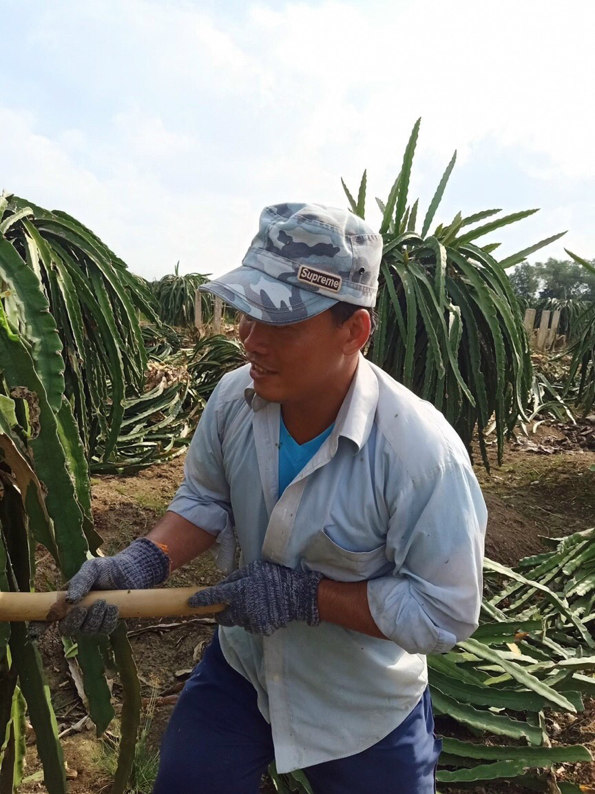 Long An: Thanh long hết thời hoàng kim, nông dân chặt bỏ tính thay bằng… “cây bê-tông” - Ảnh 1.