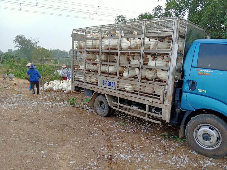 Giá gia cầm hôm nay 18/1: Vịt thịt ế ẩm, giá gà công nghiệp tăng cao, vì sao người nuôi vẫn chưa vui? - Ảnh 2.