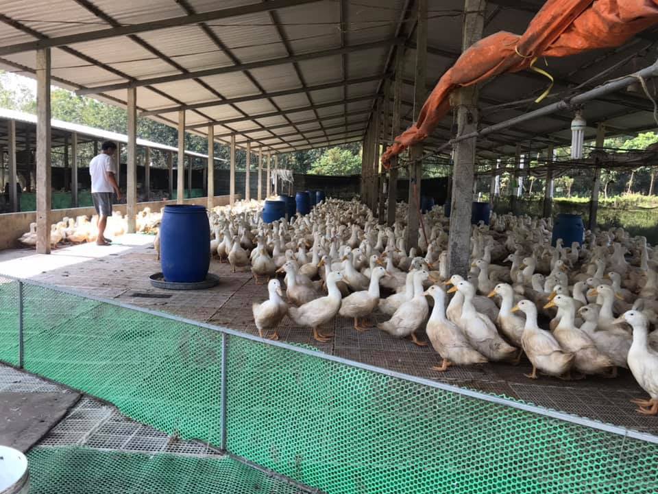 Giá gia cầm hôm nay 19/1: Cập nhật giá gà, vịt mới nhất tại các vùng - Ảnh 1.