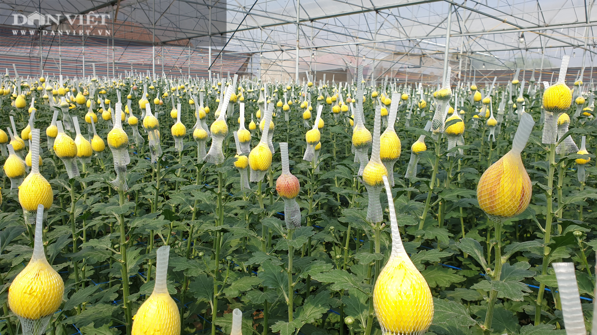 Thanh Hóa: Trồng hoa công nghệ cao bán Tết, bông to đẹp, bán được giá cao  - Ảnh 2.