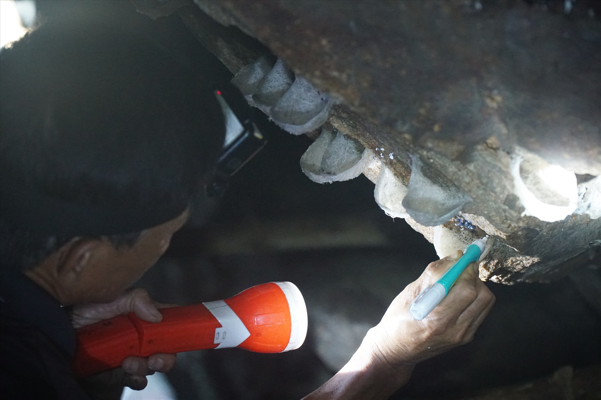 Giá trị ngành yến có thể đạt 5.000 tỷ đồng - Ảnh 1.