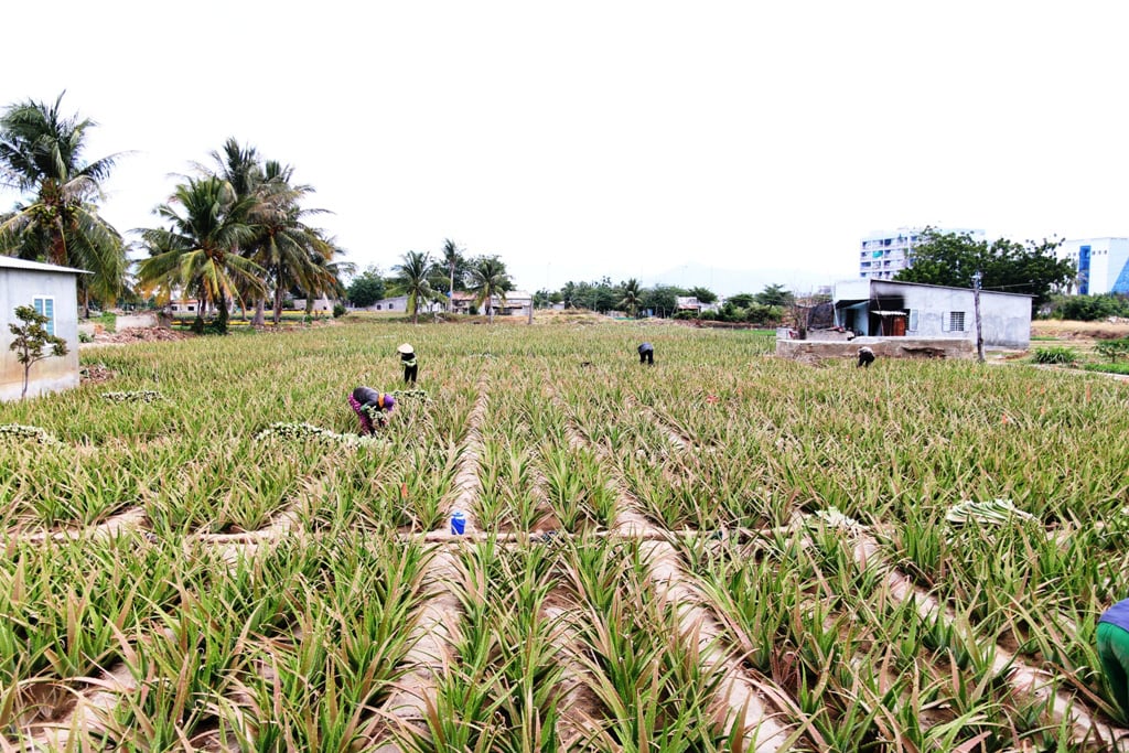 Ninh Thuận: Nông sản liên tục tăng giá, nông dân phấn khởi đón tết - Ảnh 3.