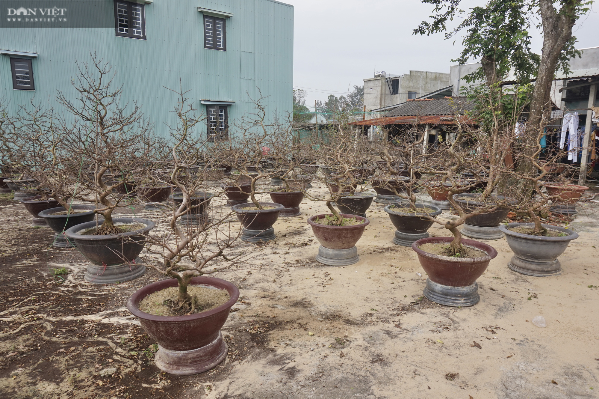 Cận Tết Nguyên đán thủ phủ mai vàng xứ Quảng vẫn đìu hiu  - Ảnh 3.