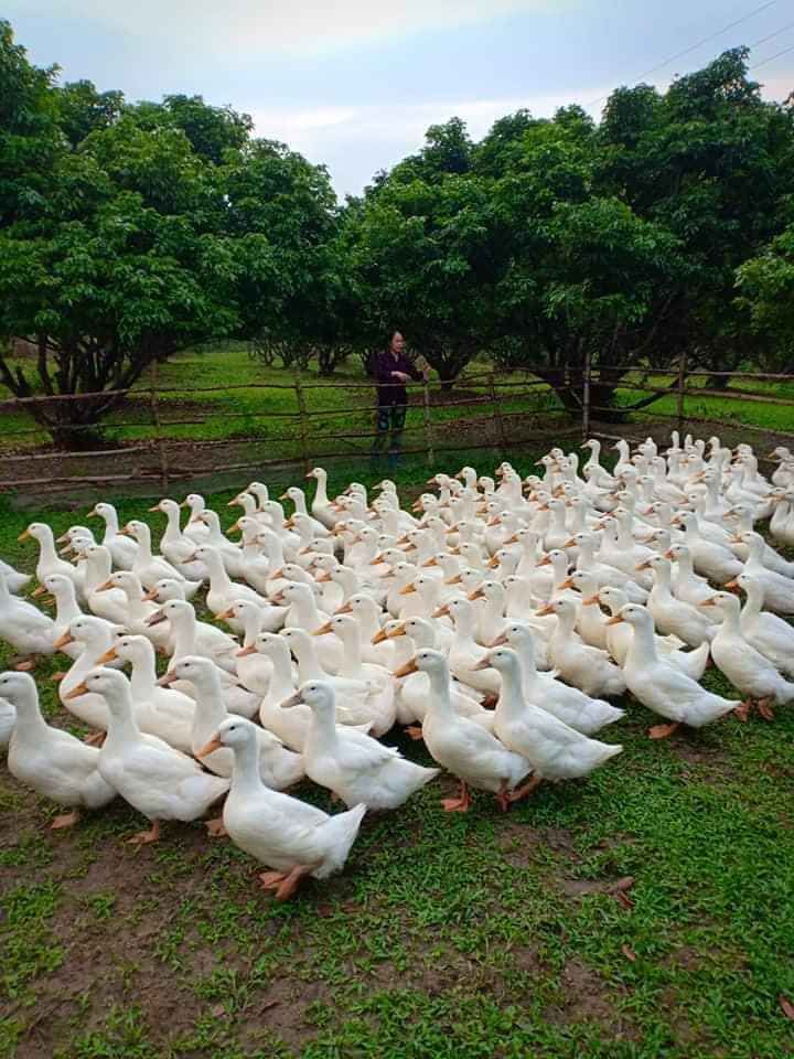 Giá gia cầm hôm nay 23/1: Gà trống thiến đắt hàng, người nuôi vịt miền Bắc dần thoát thua lỗ - Ảnh 1.