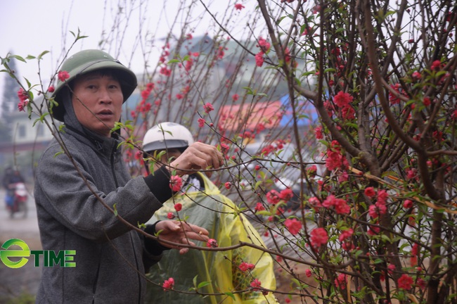 Trồng hoa mà Tết nhà nào cũng cắm, nông dân ở đây khấm khá  - Ảnh 4.