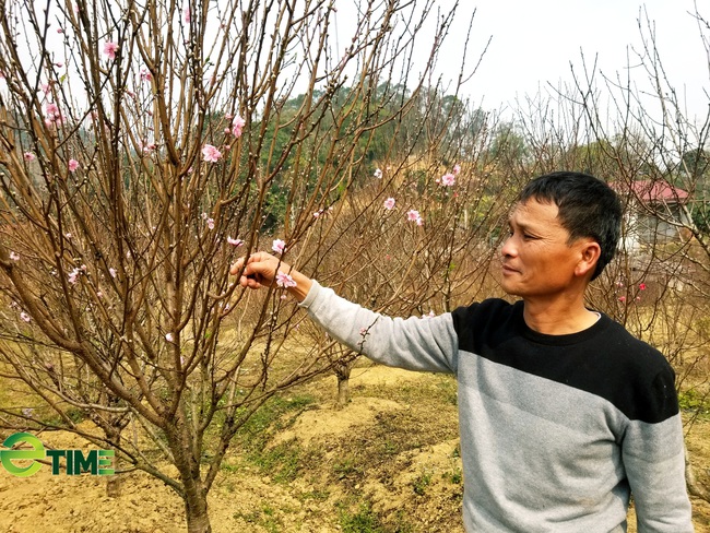 Tết đến đào nở, khách buôn đào vắng bóng hơn - Ảnh 4.