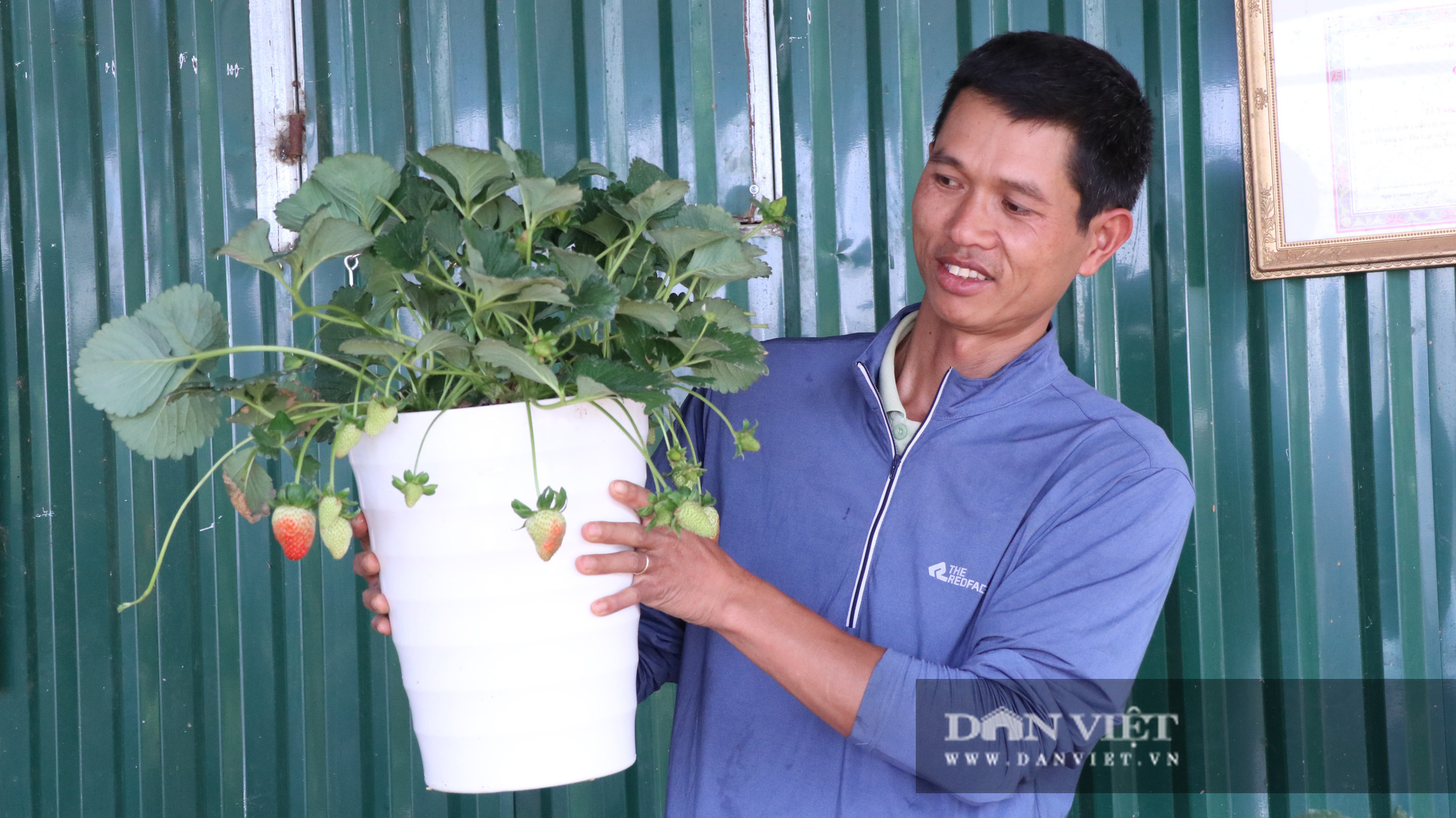Cho dâu tây vào chậu chưng Tết, ông chủ trẻ được khách đặt hàng liên tục - Ảnh 9.