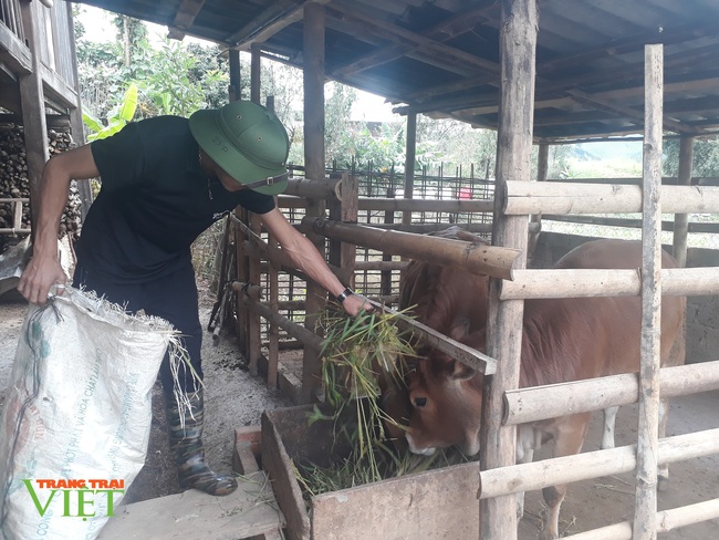 Nói không với thả rông trâu, bò, dân vùng cao Ngọc Chiến “sống khỏe” - Ảnh 1.