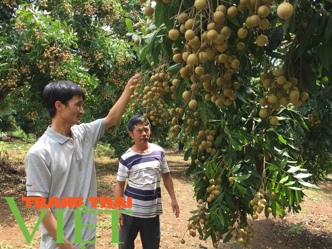 Hội nông dân Mai Sơn: Cầm tay chỉ việc, giúp nông dân làm giàu - Ảnh 6.