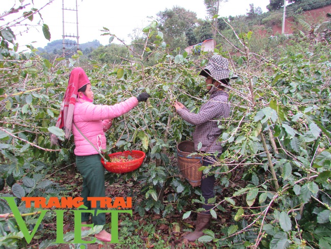 Hội nông dân Mai Sơn: Cầm tay chỉ việc, giúp nông dân làm giàu - Ảnh 2.