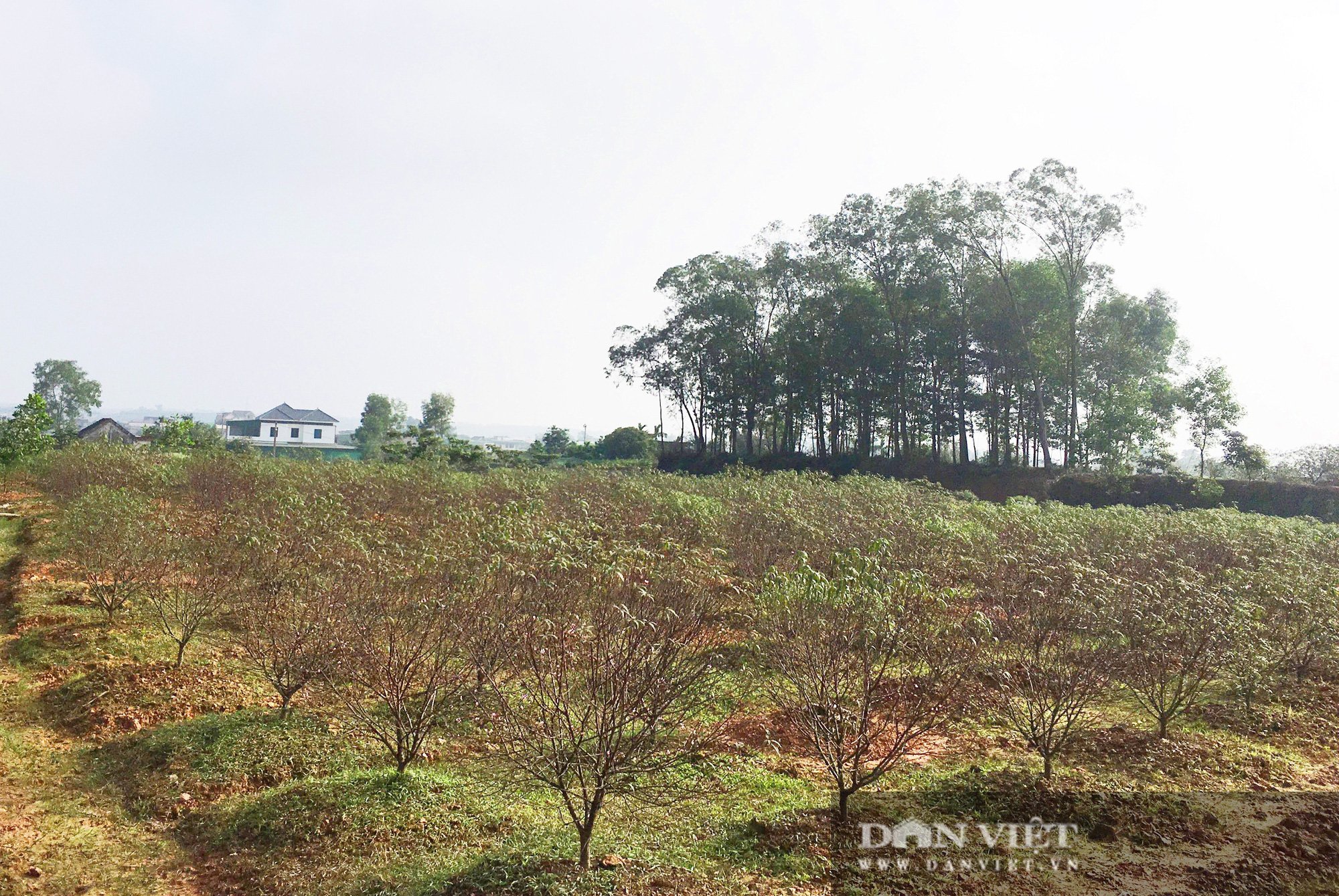 Hà Tĩnh: Hoa đào nở muộn, nông dân lo “mất Tết” - Ảnh 2.