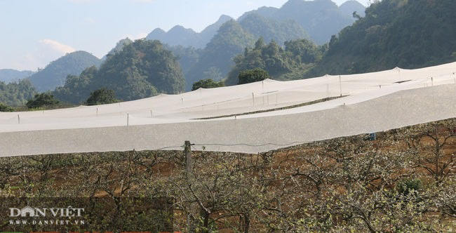  Sơn La: Người dân vùng cao co ro trong giá lạnh - Ảnh 7.