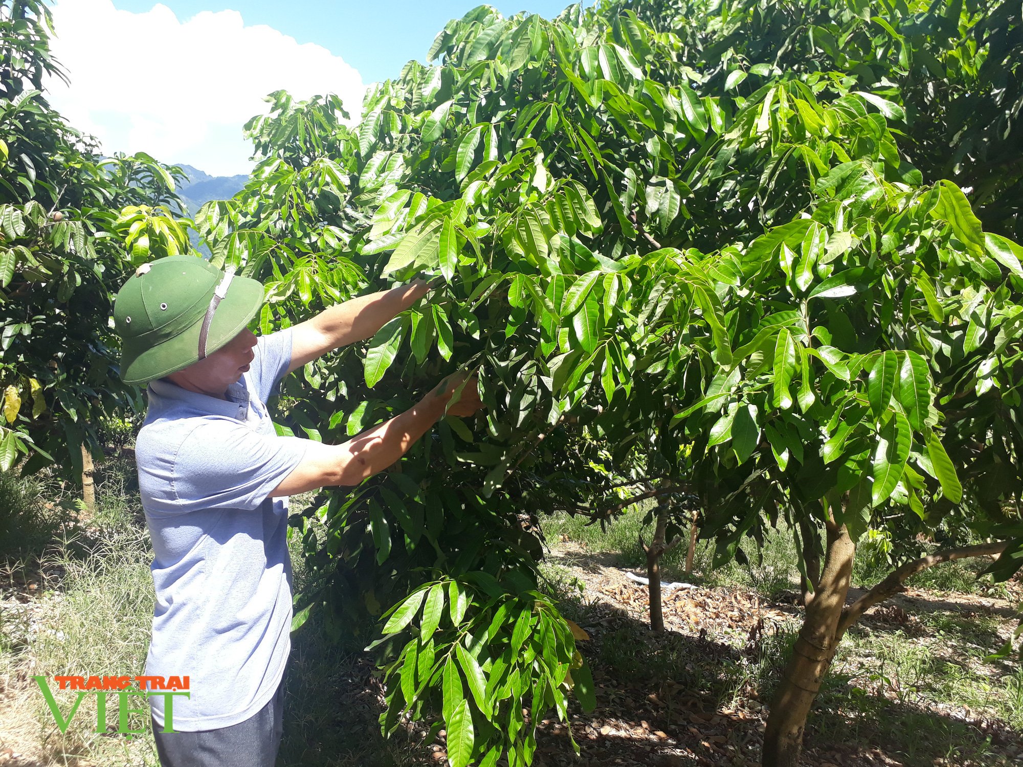 Trồng 20ha cây ăn quả, lão nông miền sơn cước thành tỷ phú - Ảnh 1. Trồng 20ha cây ăn quả, lão nông miền sơn cước thành tỷ phú - Ảnh 1.