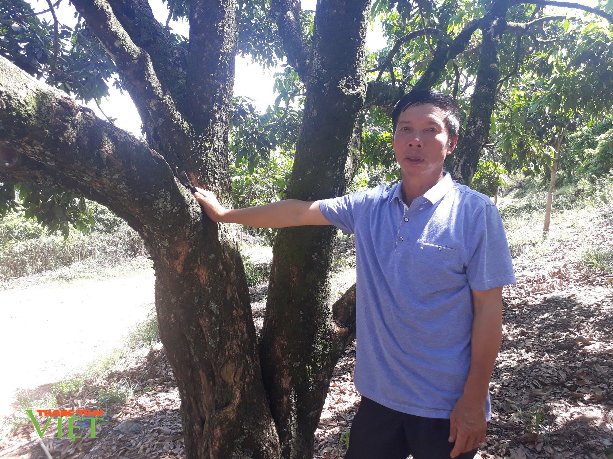 Trồng 20ha cây ăn quả, lão nông miền sơn cước thành tỷ phú - Ảnh 4. Trồng 20ha cây ăn quả, lão nông miền sơn cước thành tỷ phú - Ảnh 4.