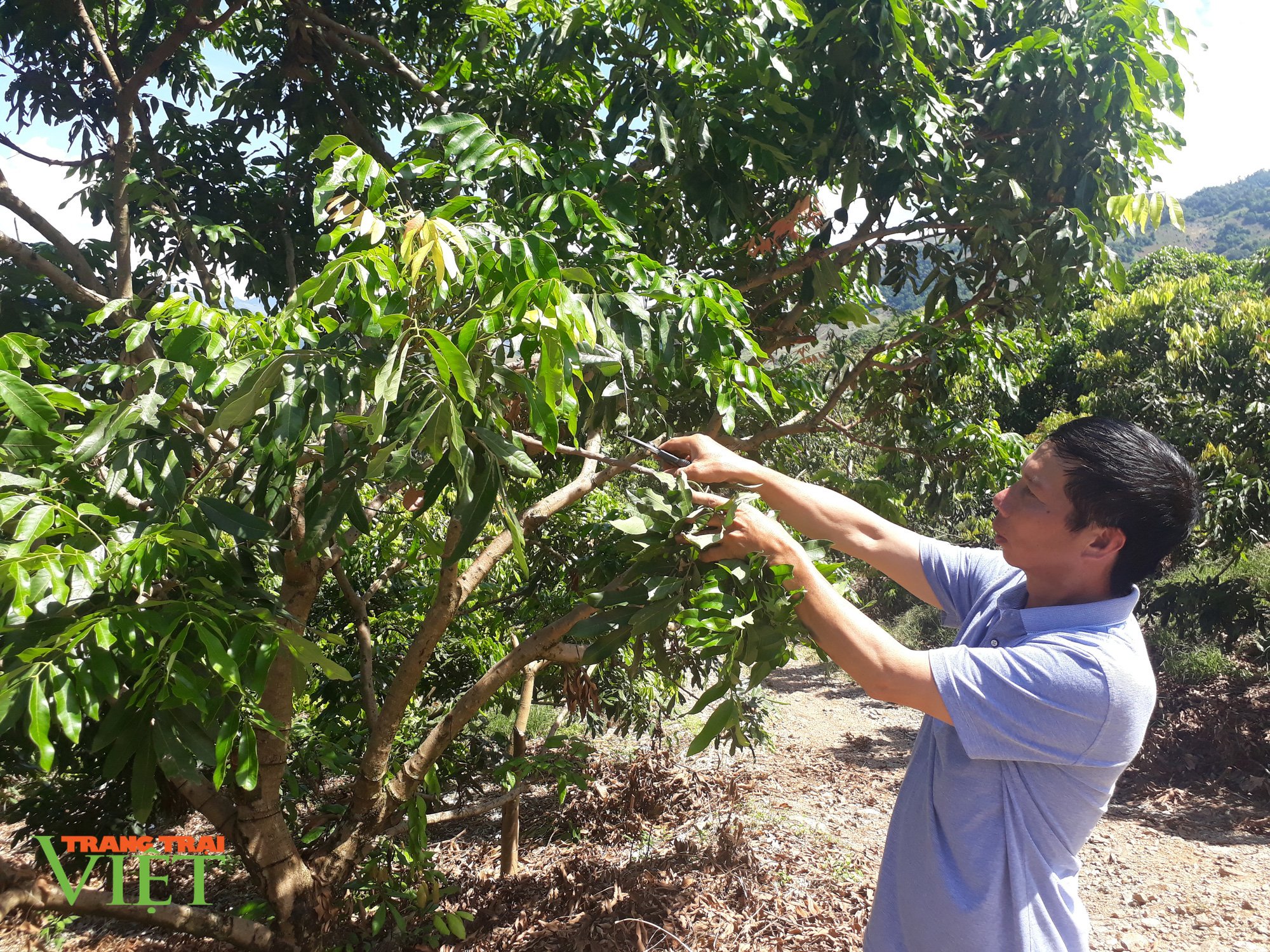Trồng 20ha cây ăn quả, lão nông miền sơn cước thành tỷ phú - Ảnh 5. Trồng 20ha cây ăn quả, lão nông miền sơn cước thành tỷ phú - Ảnh 5.