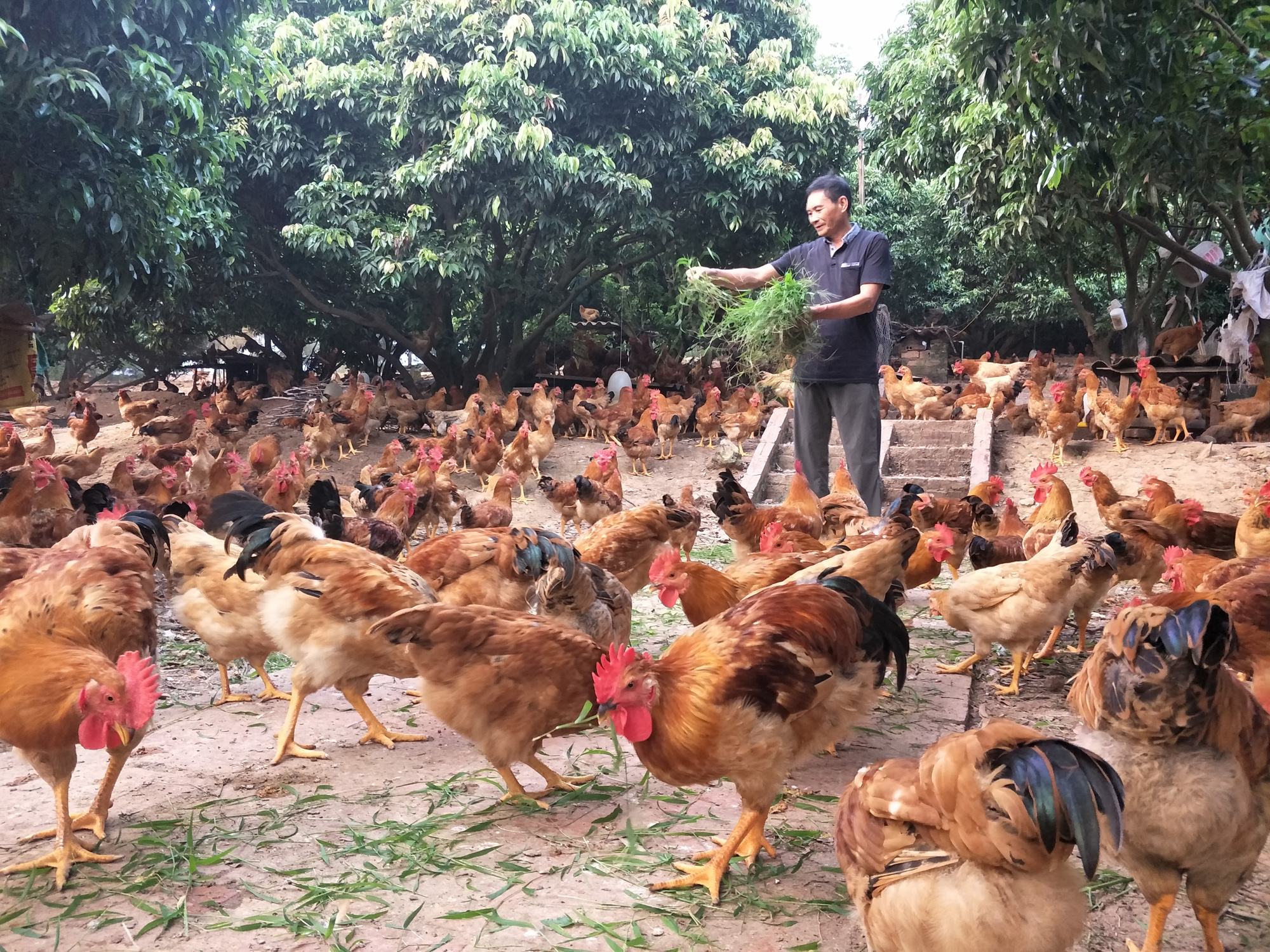 Giá gia cầm hôm nay 11/2 (30 tháng Chạp): Cập nhật giá vịt thịt miền Nam, gà lễ các vùng ngày cuối năm - Ảnh 1.