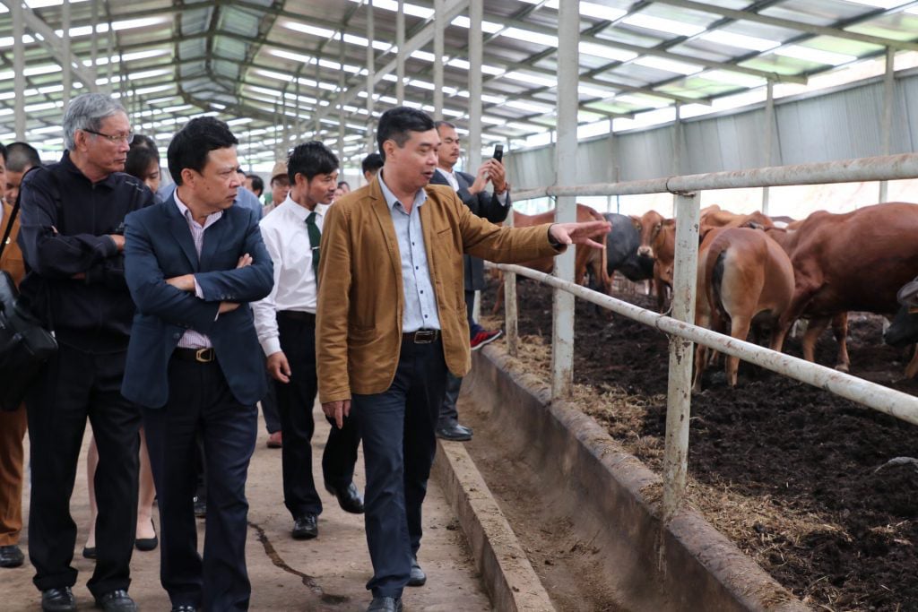 Triết lý nông nghiệp tuần hoàn ở trại trâu bò lớn nhất miền Bắc - Ảnh 3.