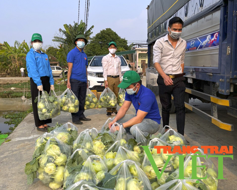 Tuổi trẻ Hải Dương chung tay cùng nông dân "giải cứu" nông sản - Ảnh 2. Tuổi trẻ Hải Dương chung tay cùng nông dân "giải cứu" nông sản - Ảnh 2.