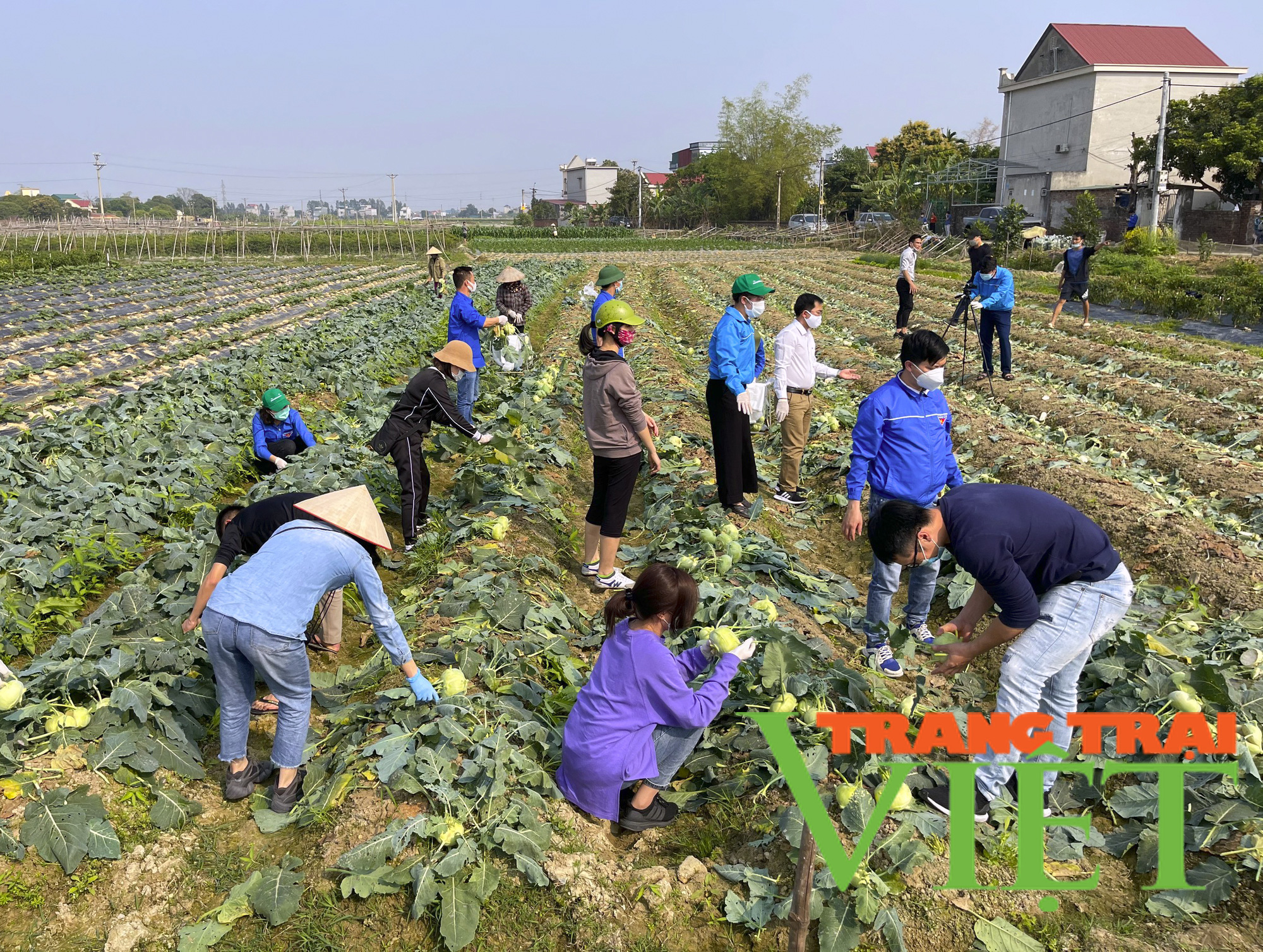 Tuổi trẻ Hải Dương chung tay cùng nông dân "giải cứu" nông sản - Ảnh 4. Tuổi trẻ Hải Dương chung tay cùng nông dân "giải cứu" nông sản - Ảnh 4.