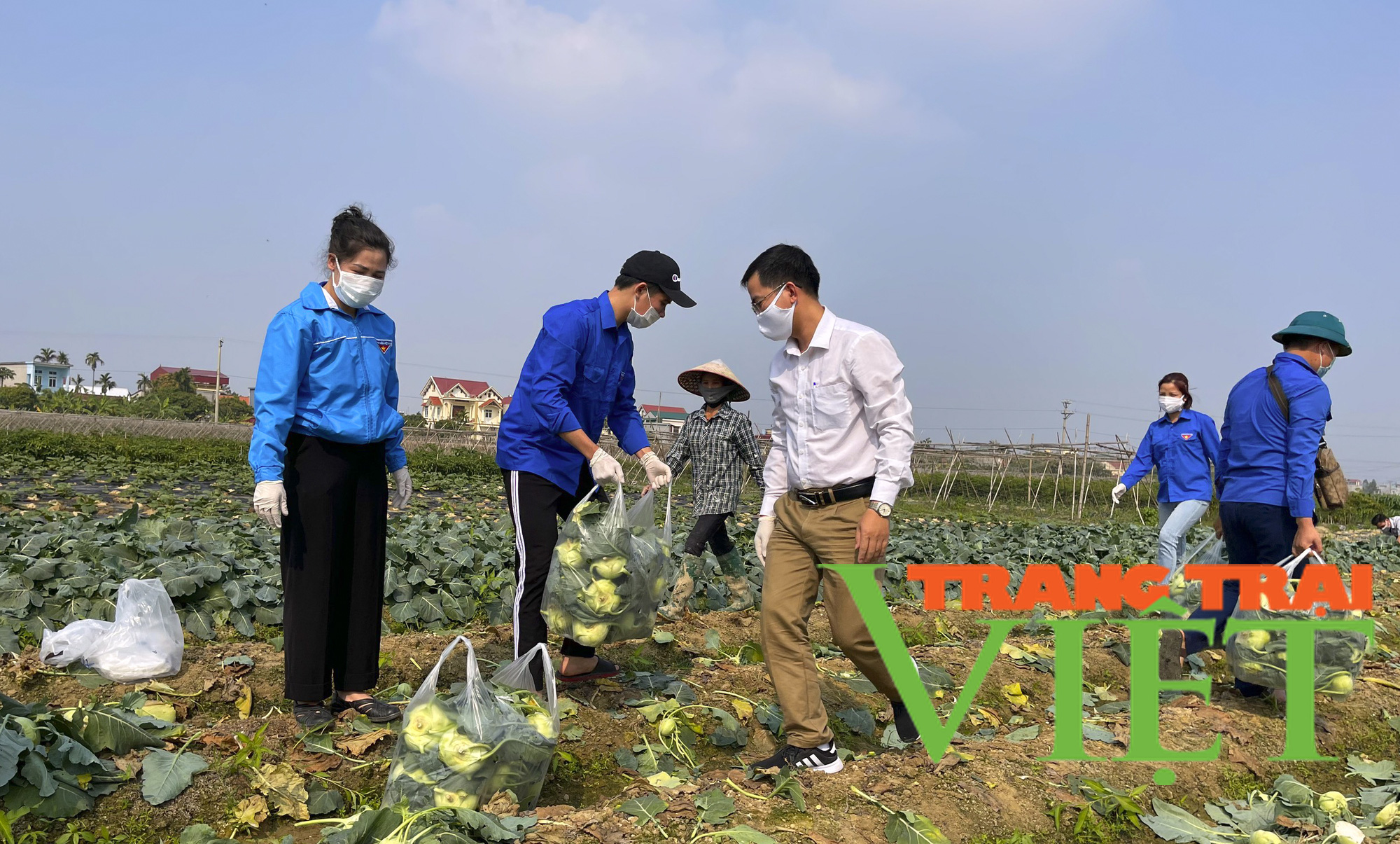 Tuổi trẻ Hải Dương chung tay cùng nông dân "giải cứu" nông sản - Ảnh 6. Tuổi trẻ Hải Dương chung tay cùng nông dân "giải cứu" nông sản - Ảnh 6.