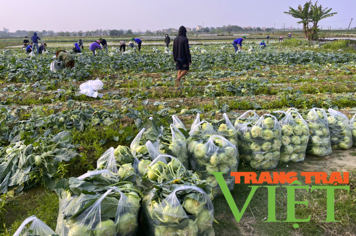 Tuổi trẻ Hải Dương chung tay cùng nông dân "giải cứu" nông sản - Ảnh 9. Tuổi trẻ Hải Dương chung tay cùng nông dân "giải cứu" nông sản - Ảnh 9.