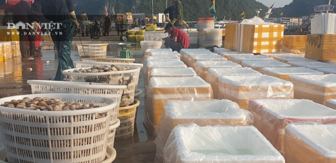 Hải sản Vân Đồn hối hả xuất bến sau lệnh phong tỏa - Ảnh 8.