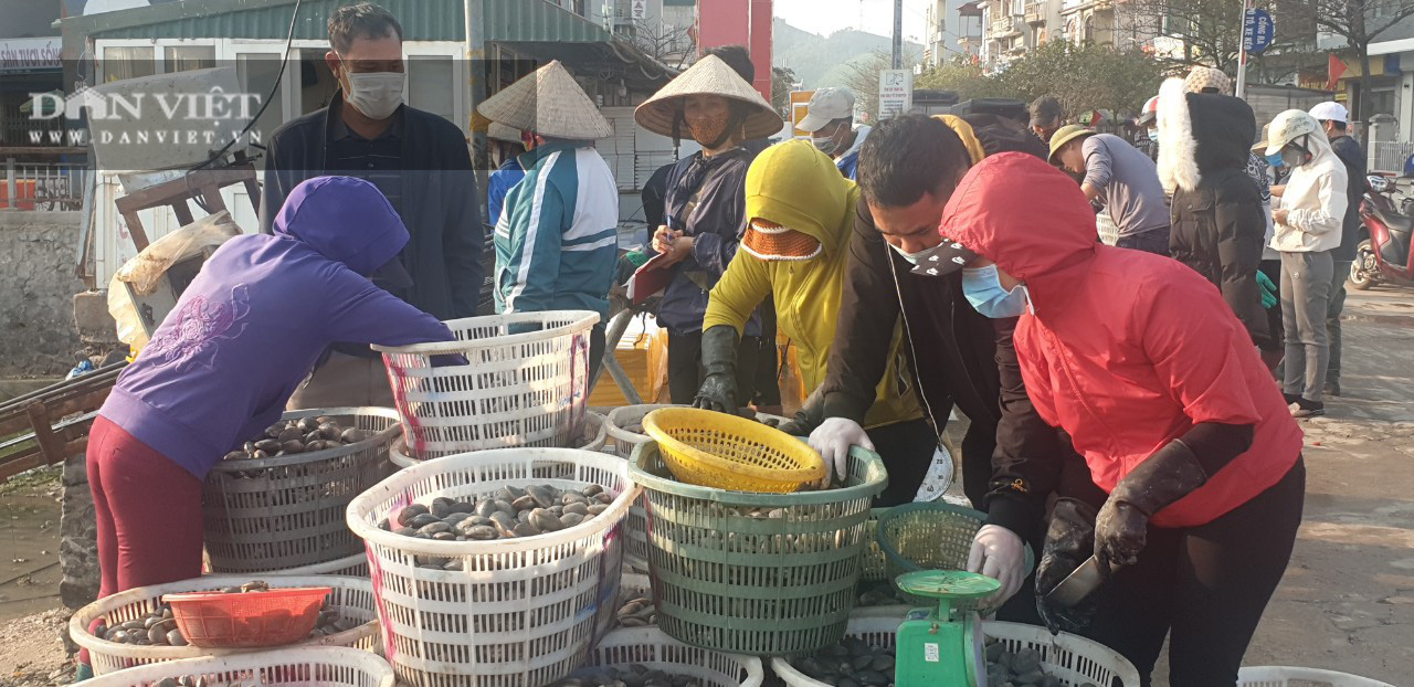 Hải sản Vân Đồn hối hả xuất bến sau lệnh phong tỏa - Ảnh 5.
