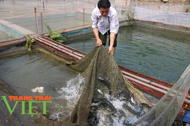 Quỳnh Nhai mở rộng quy mô nuôi cá lồng theo chuỗi giá trị bền vững - Ảnh 6.