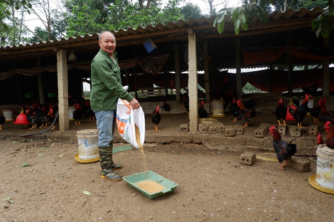 Gà mía đầy chuồng, thương  lái bặt tăm - Ảnh 1.