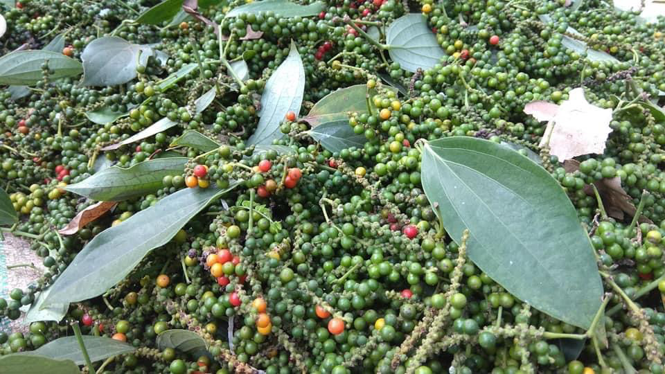 Đồng Nai tìm cách “cứu” 12.000 ha tiêu trước nguy cơ bị nông dân &quot;chối bỏ&quot; vì ... giá - Ảnh 1.