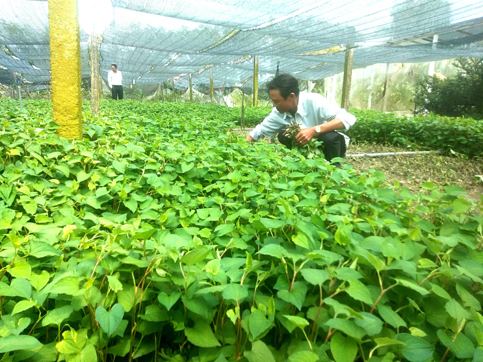 Long An: Rau ứng dụng công nghệ cao phũ xanh vùng hạ, nông dân rủng rỉnh tiền - Ảnh 2.
