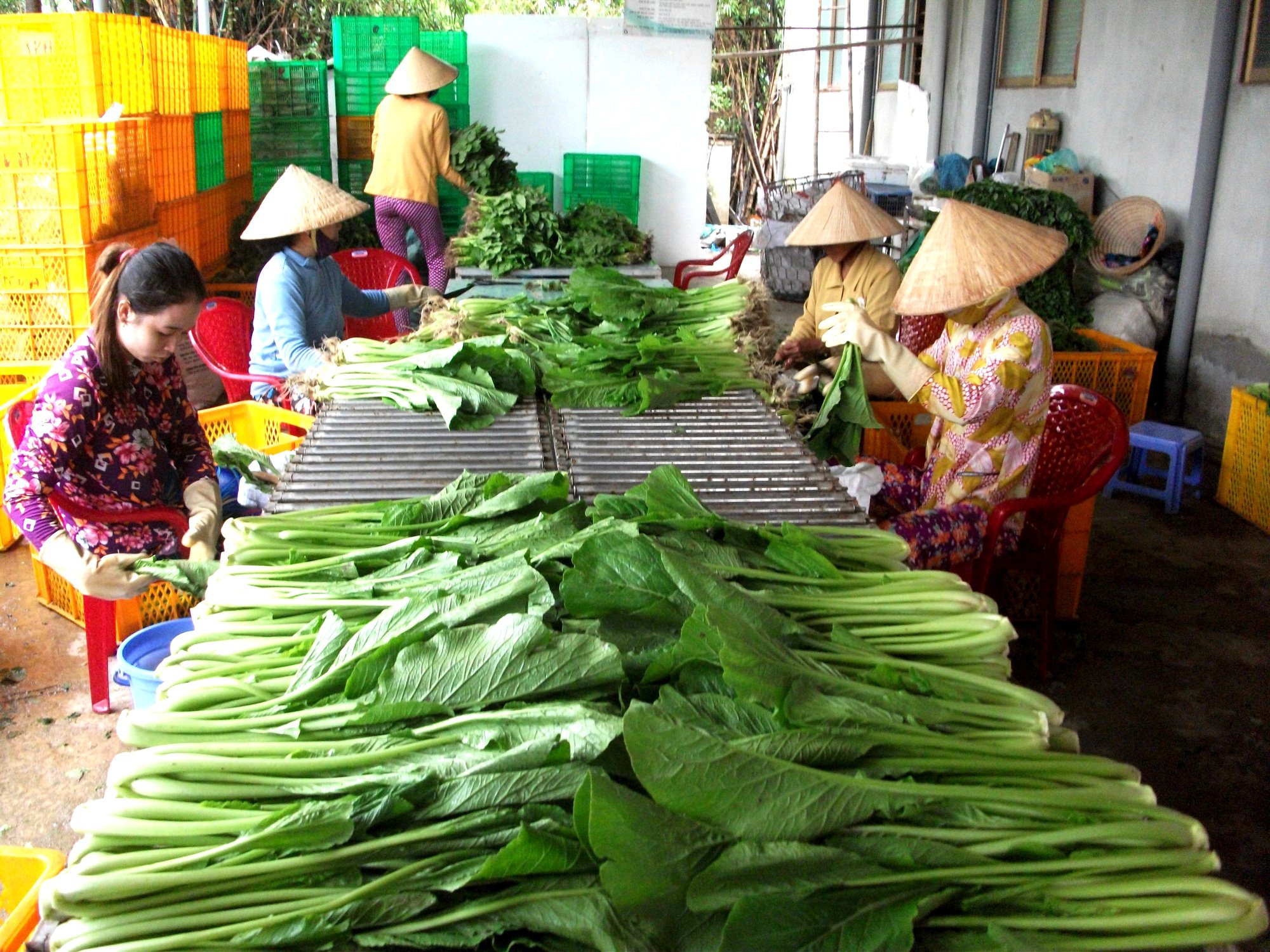 Long An: Rau ứng dụng công nghệ cao phũ xanh vùng hạ, nông dân rủng rỉnh tiền - Ảnh 3.