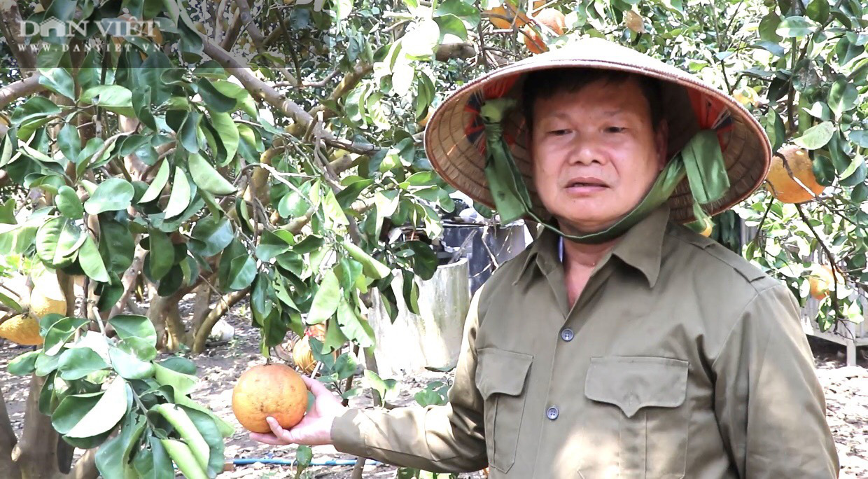Giá bưởi dưới 9.000 đồng/kg nông dân mất trắng gần 200 triệu/ha - Ảnh 9.