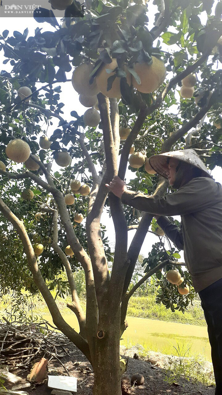 Giá bưởi dưới 9.000 đồng/kg nông dân mất trắng gần 200 triệu/ha - Ảnh 7.