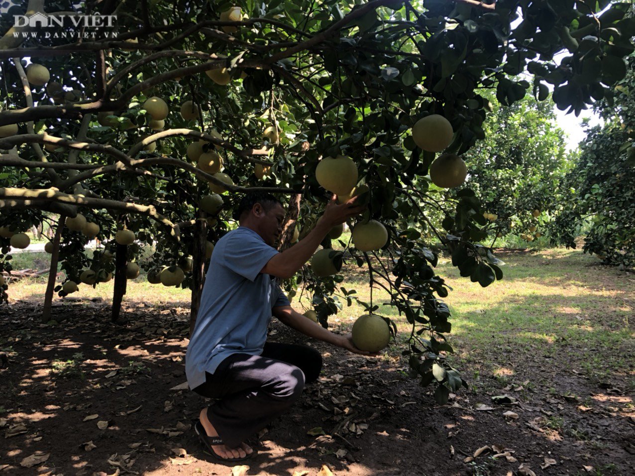 Giá bưởi dưới 9.000 đồng/kg nông dân mất trắng gần 200 triệu/ha - Ảnh 1.