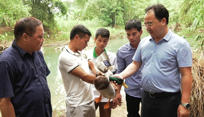 Trồng dược liệu, nuôi vịt cổ xanh nhanh khấm khá - Ảnh 1.